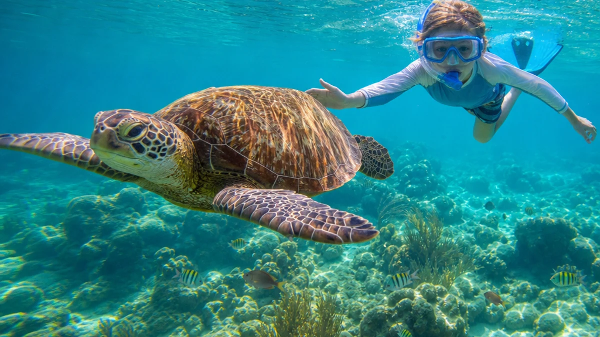 Child snorkeling with a sea turtle near Isla Mujeres